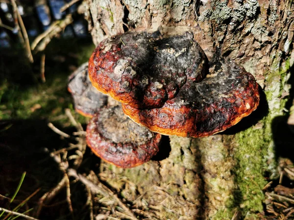 Nahaufnahme Eines Rotgebänderten Polyporen Pilzes Einem Baum — Stockfoto