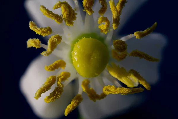 Крупним Планом Знімок Красивої Білої Квітки Анемони Саду — стокове фото