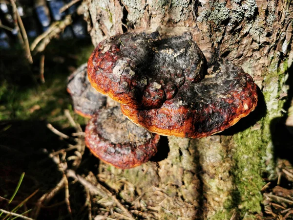 Nahaufnahme Eines Rotgebänderten Polyporen Pilzes Einem Baum — Stockfoto