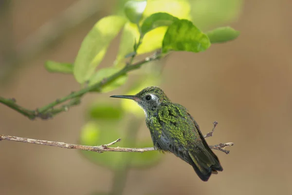 Cute Green Bee Hummingbird Twig Leaves Background — Stock Fotó