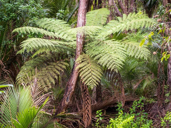 Vue Forêt Avec Fougères Arborescentes Dicksonia Squarrosa — Photo