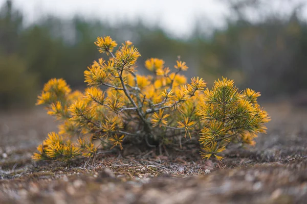 Selective Focus Shot Yellow Mountain Pine Branches Ground —  Fotos de Stock