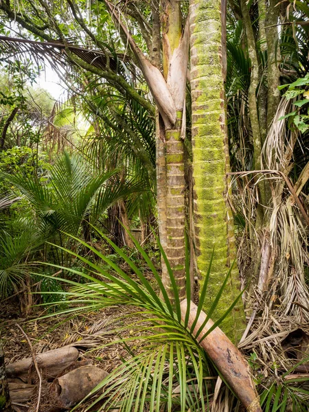 Uitzicht Nikau Palmen Bij Piha Auckland Nieuw Zeeland — Stockfoto