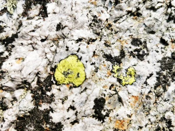 用生长中的绿色苔藓拍摄的灰色岩石表面特写 — 图库照片