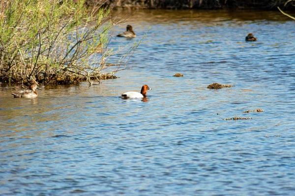 Beautiful Scene Ducks Swimming Tranquil Pond — Foto de Stock