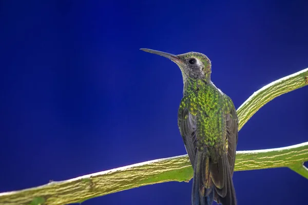 Colibri Perché Sur Une Branche Arbre Sur Fond Bleu — Photo