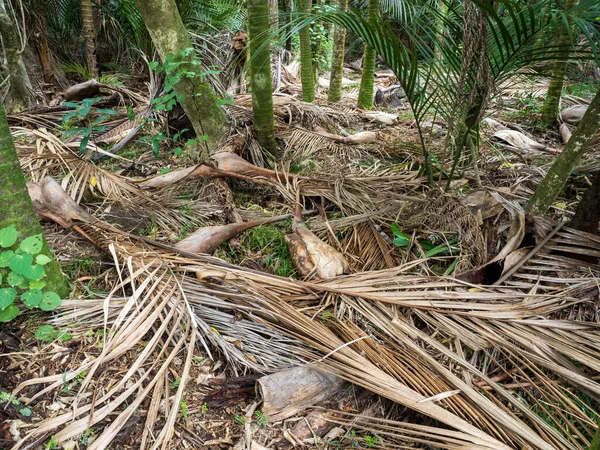 Zicht Droge Gevallen Nikau Palmbladeren Het Regenwoud — Stockfoto