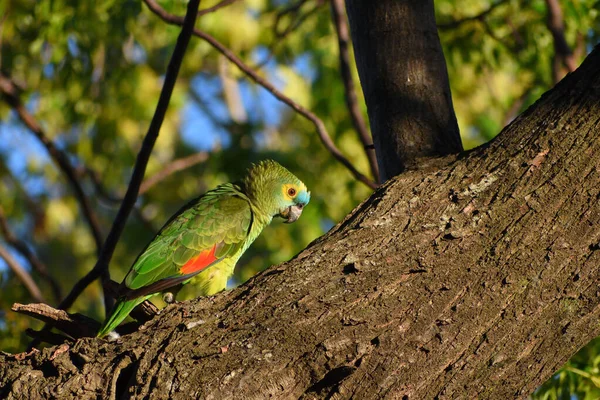 Amazona Frente Turquesa Amazona Aestiva Também Chamado Papagaio Frente Azul — Fotografia de Stock