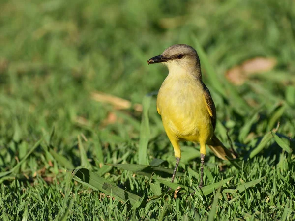 Tyran Bétail Machetornis Rixosa Tyran Moucherolle Dans Ville Buenos Aires — Photo