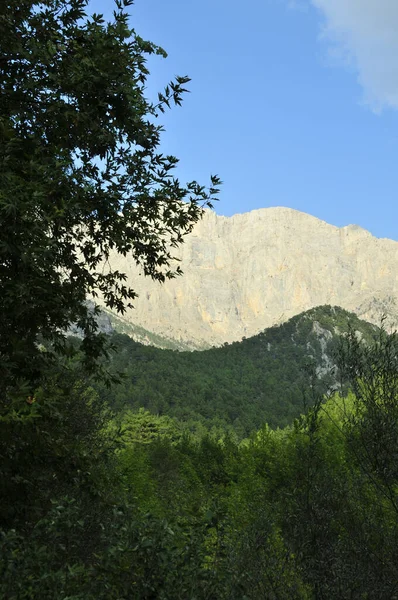 一片绿油油的草地 长满了灌木丛和群山 — 图库照片