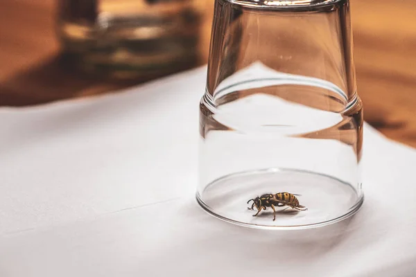 Selective Focus Shot Bee Kept Glass White Surface — Stock Photo, Image