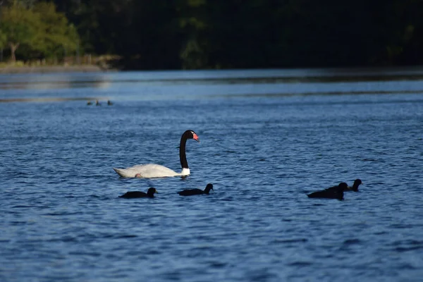 Cisne Cuello Negro Cygnus Melancoryphus Lago Regatas Parque Febrero Parque —  Fotos de Stock