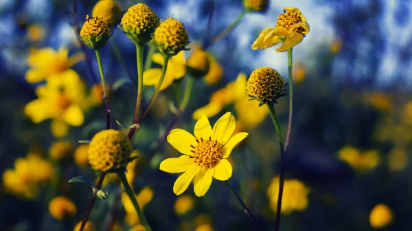 Gros Plan Belles Fleurs Arnica Jaune Dans Jardin — Photo