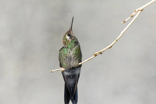 Bir Sinekkuşu Ağaç Dalına Tünemiş — Stok fotoğraf