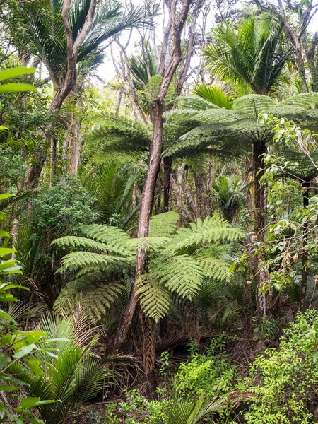 Вид Ліс Деревними Папороті Dicksonia Squarrosa — стокове фото