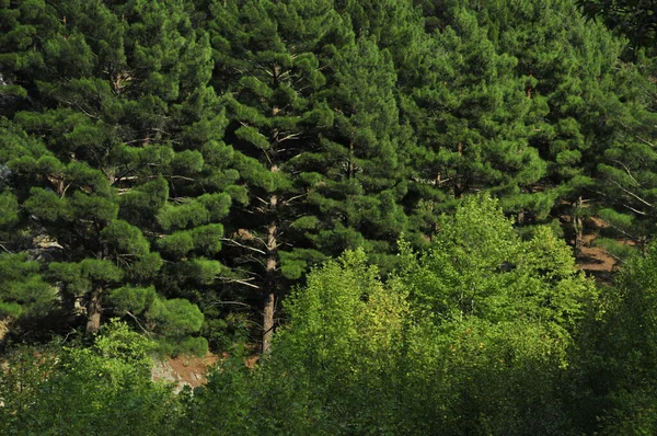 Gündüz Vakti Taze Yeşil Bir Çam Ormanı — Stok fotoğraf