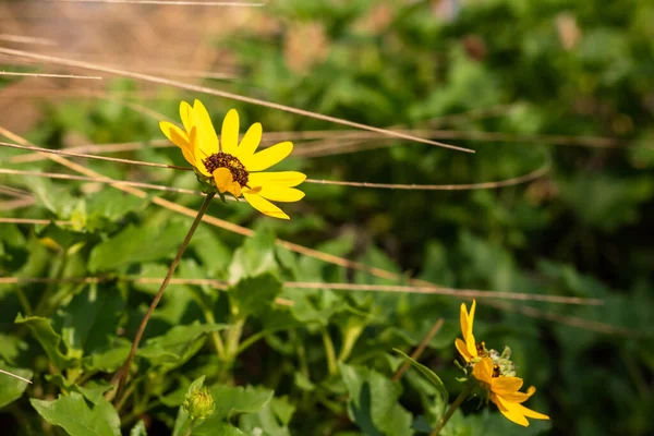 Selektywne Ujęcie Ostrości Żywych Żółtych Kwiatów Ogrodzie — Zdjęcie stockowe