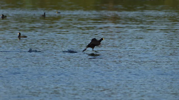 Biegnący Wodzie Korzeń Białopłetwy Fulica Leucoptera Widziany Lago Regatas Buenos — Zdjęcie stockowe
