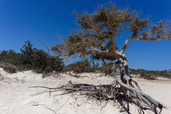 Unas Raíces Desnudas Pinos Una Playa Arena Contra Cielo Azul — Foto de Stock