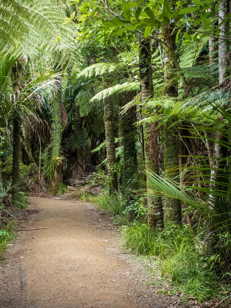 Veduta Della Pista Turistica Kitekite Falls Piha Auckland Nuova Zelanda — Foto Stock