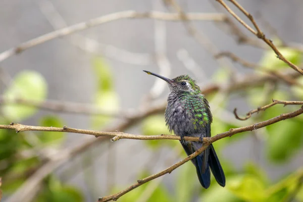 A cute green bee hummingbird on a branch with nectar dripping from its beak