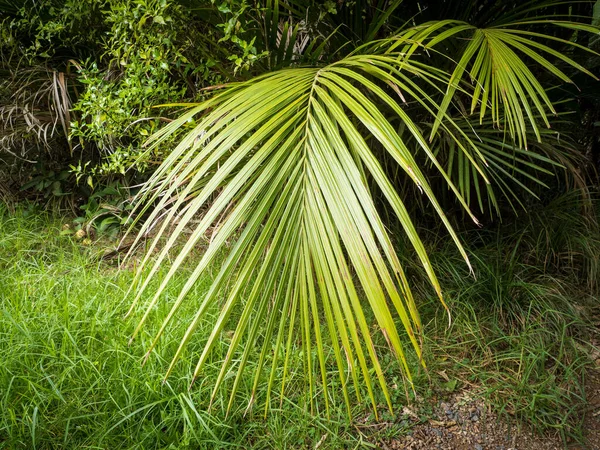 Kilátás Nikau Pálmalevelek Turisztikai Pályán — Stock Fotó