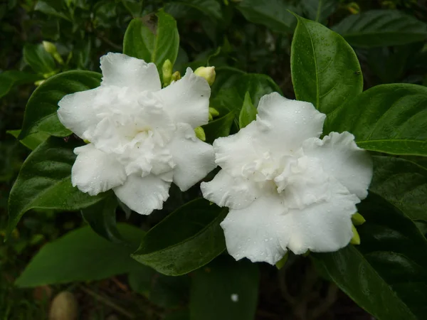 Une Vue Dessus Jasminum Sambac Jasmin Arabe Jasmin Sambac Fleurs — Photo