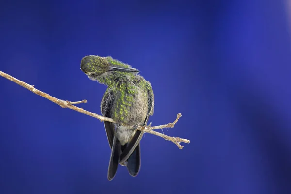 Colibri Vert Gratte Sur Une Petite Branche Avec Fond Bleu — Photo