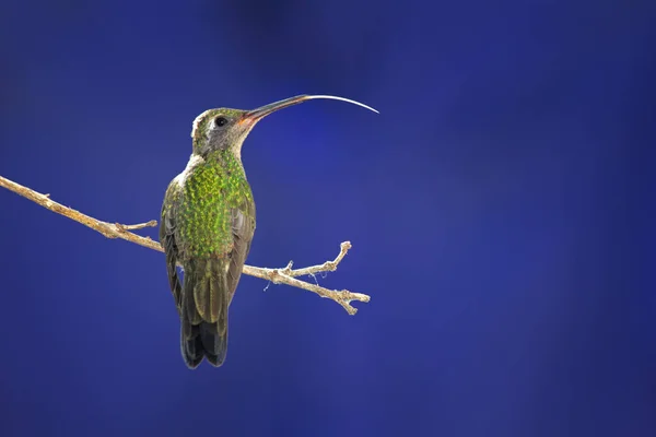 Dal Üzerinde Solucanı Yutan Sevimli Yeşil Bir Sinekkuşu — Stok fotoğraf