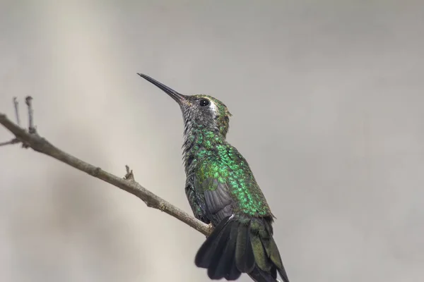 Yeşil Bir Arı Sinekkuşu Arka Planda Bulanık Bir Dal Parçasına — Stok fotoğraf