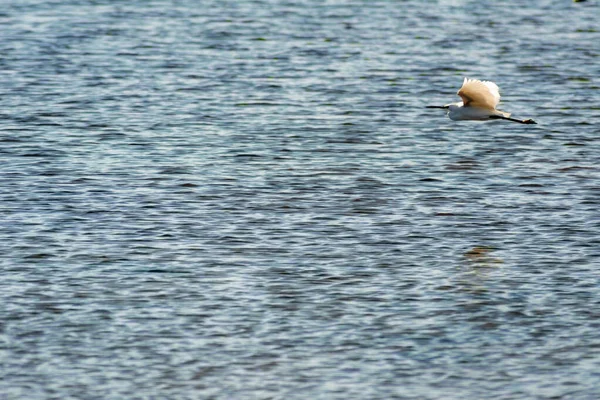 Eine Flache Fokusaufnahme Eines Seidenreihers Der Auf Blauem Wasser Fliegt — Stockfoto