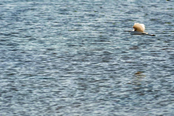 Mise Point Peu Profonde Une Aigrette Volant Sur Fond Bleu — Photo