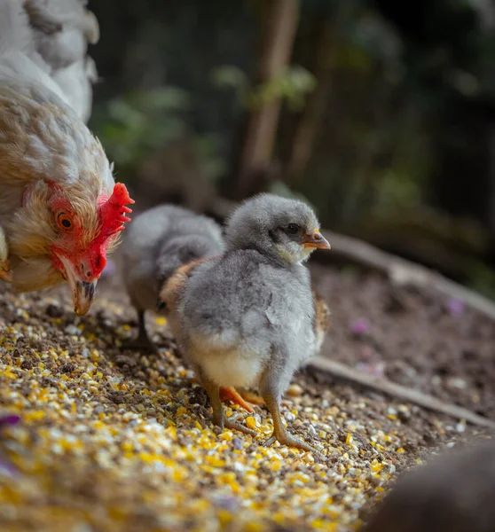 一个由可爱的小鸡组成的特写镜头和农场里的一只母鸡在一起休息 — 图库照片