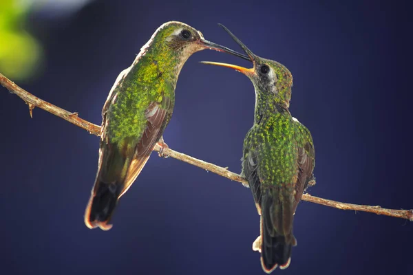 Dois Beija Flores Empoleirados Galho Árvore Fundo Azul — Fotografia de Stock