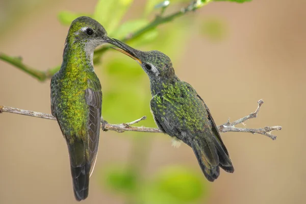 Dois Beija Flores Empoleirados Galho Árvore — Fotografia de Stock