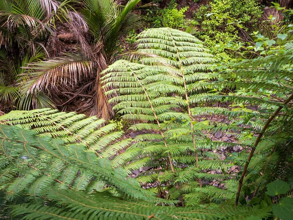 Vista Las Hojas Helecho Los Árboles Dicksonia Squarrosa —  Fotos de Stock