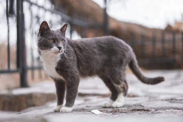 Colpo Messa Fuoco Superficiale Simpatico Gatto Stenografia Brasiliano All Aperto — Foto Stock