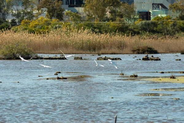 Krásná Scéna Skupinou Volavek Letících Nad Rybníkem — Stock fotografie