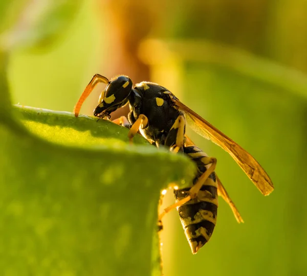 Gros Plan Abeille Domestique Sur Fleur — Photo