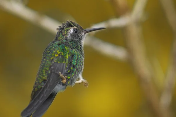 Gros Plan Colibri Perché Sur Une Branche Arbre — Photo