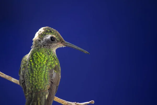 Hummingbird Perched Tree Branch Blue Background — Stock Photo, Image