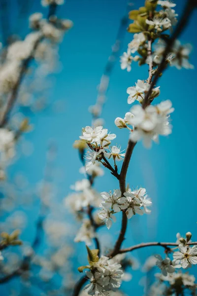 Zbliżenie Ujęcie Drzewa Kwiat — Zdjęcie stockowe