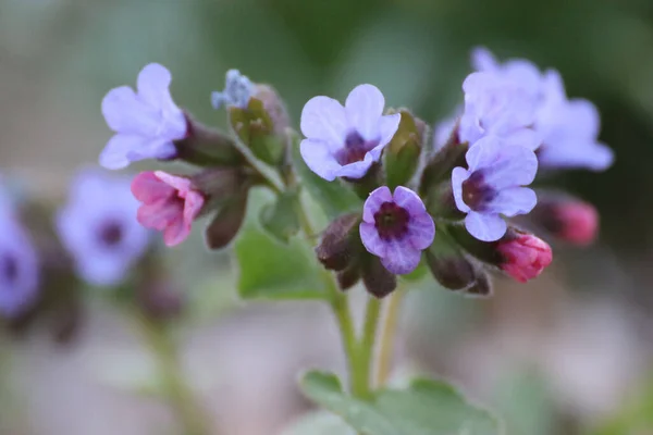 Closeup Shot Blooming Medunitsa Flowers — Stock Photo, Image