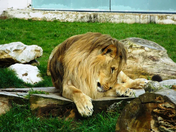 Лев Лежащий Земле Зоопарке — стоковое фото
