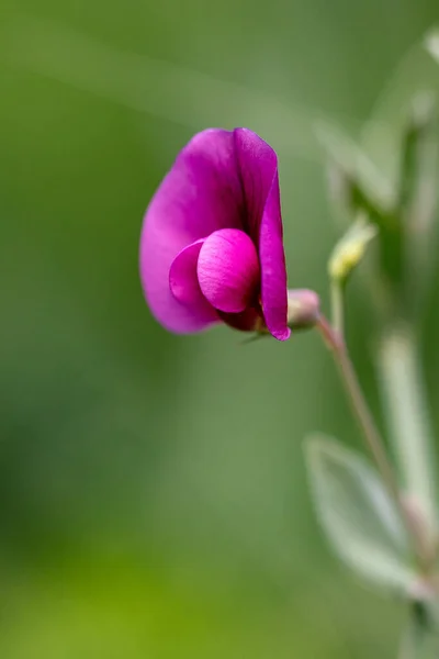 グラン カナリアの花 多くの異なる植物 — ストック写真