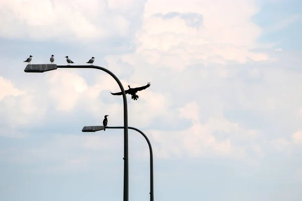 Zicht Meeuwen Lantaarnpalen Achtergrond Van Bewolkte Lucht Duitsland — Stockfoto