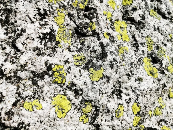 Ένα Κοντινό Πλάνο Μιας Γκρίζας Επιφάνειας Βράχου Πράσινα Βρύα Που — Φωτογραφία Αρχείου