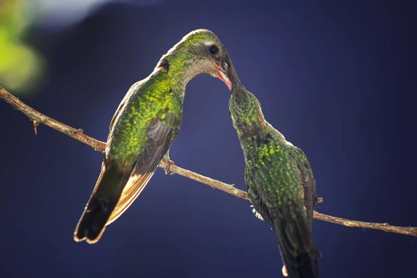 Pair Green Bee Hummingbirds Standing Tiny Branch Feeding Each Other — Stock Photo, Image