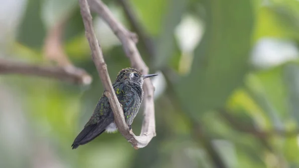 Egy Kolibri Ült Faágon — Stock Fotó