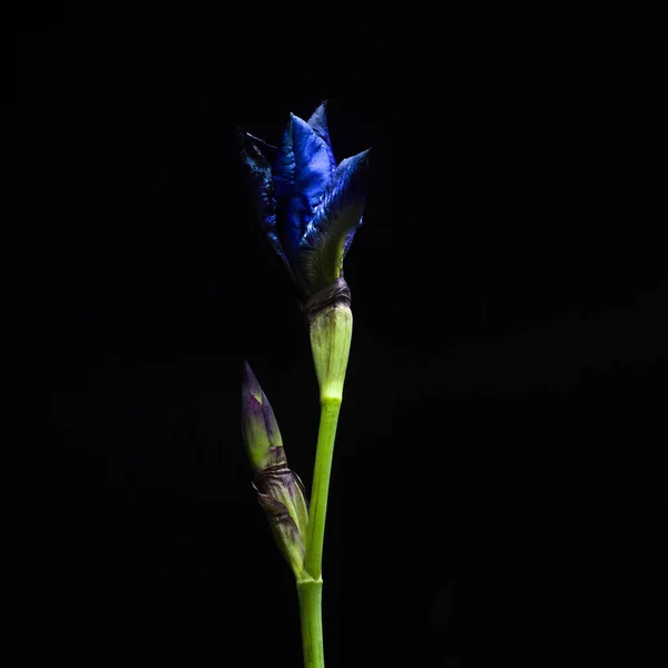 Ris Çiçekleri Siyah Arka Planda Izole Edilmiş — Stok fotoğraf